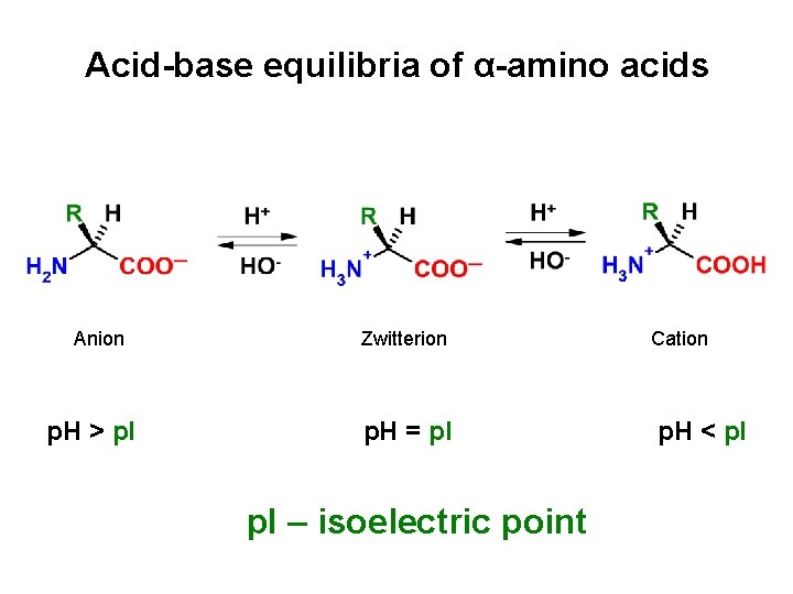 Acid-base equilibria of α-amino acids Anion p. H > p. I Zwitterion p. H