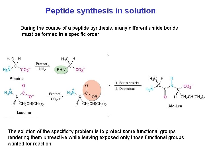 Peptide synthesis in solution During the course of a peptide synthesis, many different amide