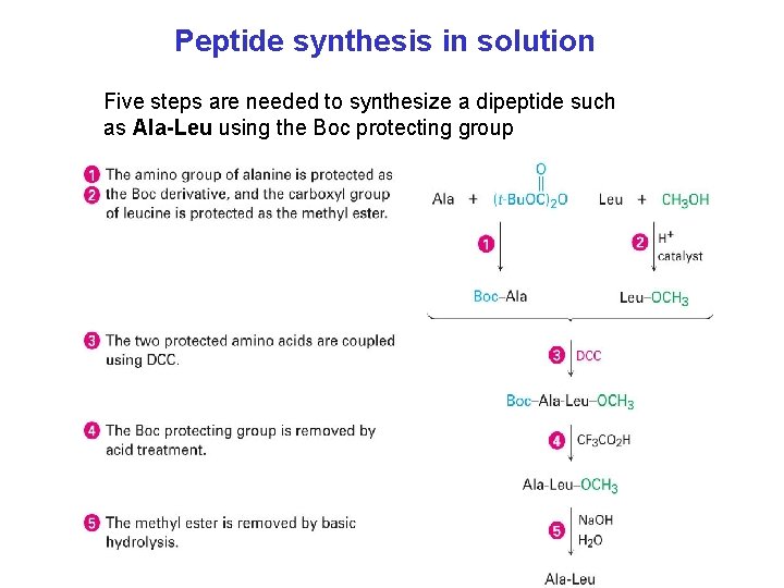 Peptide synthesis in solution Five steps are needed to synthesize a dipeptide such as