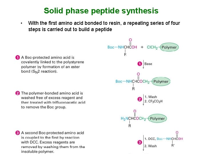 Solid phase peptide synthesis • With the first amino acid bonded to resin, a