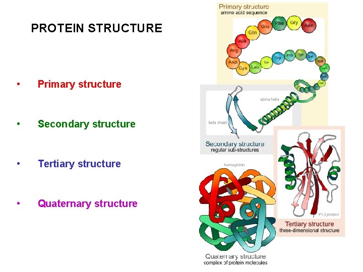 PROTEIN STRUCTURE • Primary structure • Secondary structure • Tertiary structure • Quaternary structure