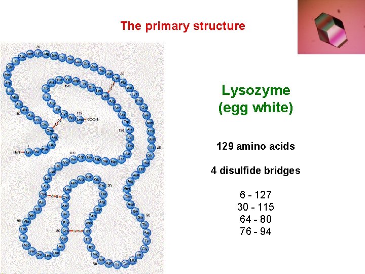 The primary structure Lysozyme (egg white) 129 amino acids 4 disulfide bridges 6 -