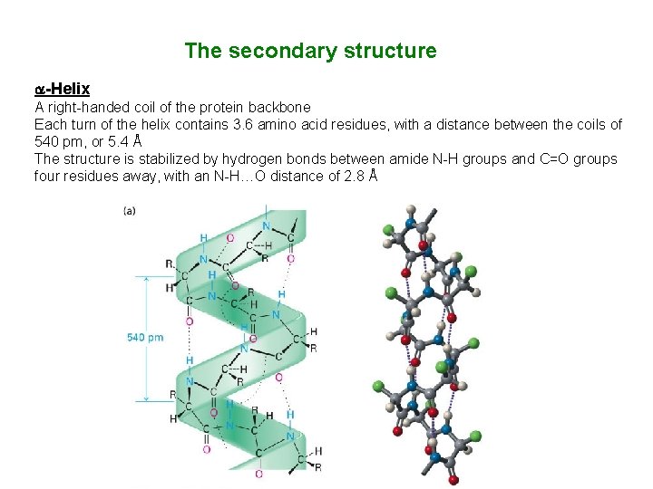 The secondary structure -Helix A right-handed coil of the protein backbone Each turn of