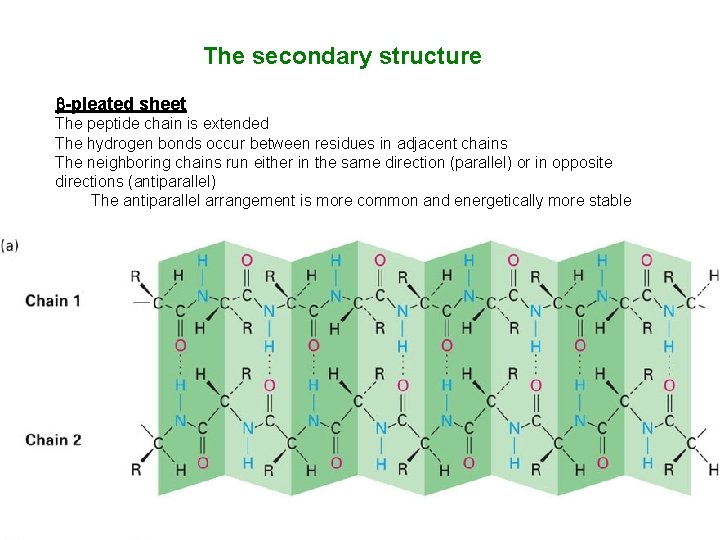 The secondary structure -pleated sheet The peptide chain is extended The hydrogen bonds occur