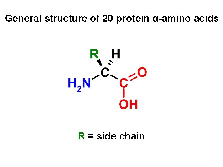 General structure of 20 protein α-amino acids R = side chain 