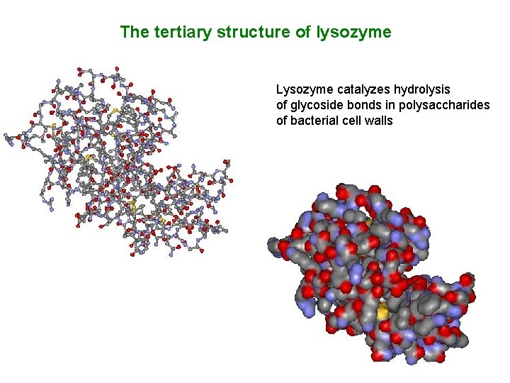 The tertiary structure of lysozyme Lysozyme catalyzes hydrolysis of glycoside bonds in polysaccharides of