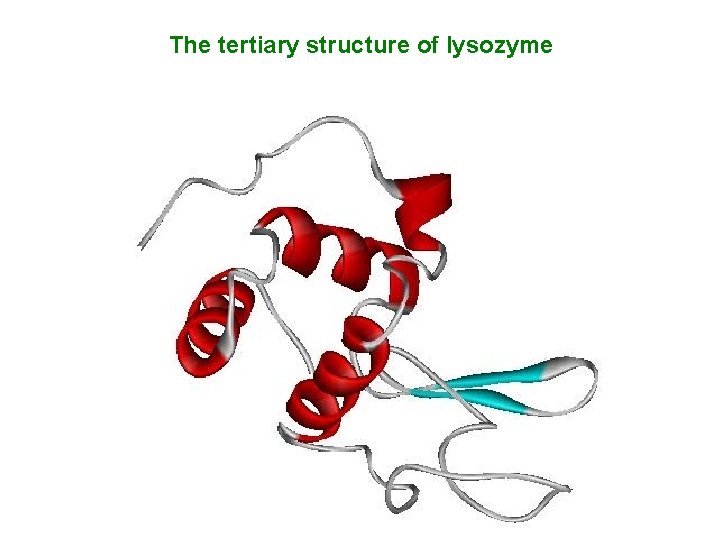 The tertiary structure of lysozyme 