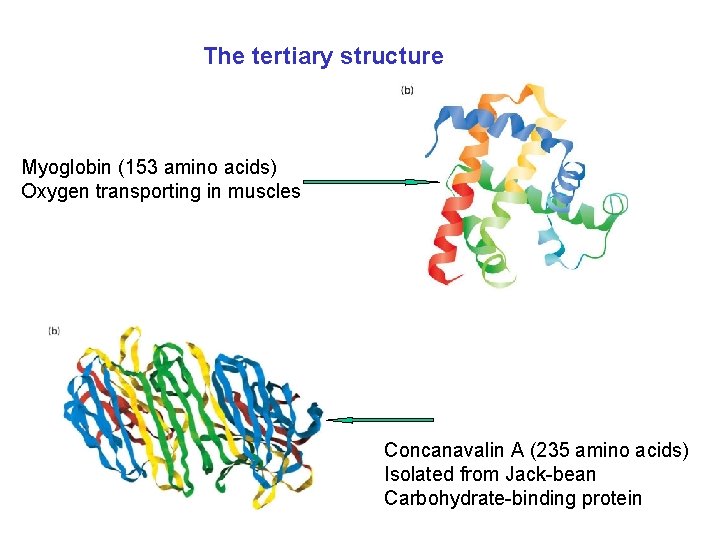 The tertiary structure Myoglobin (153 amino acids) Oxygen transporting in muscles Concanavalin A (235