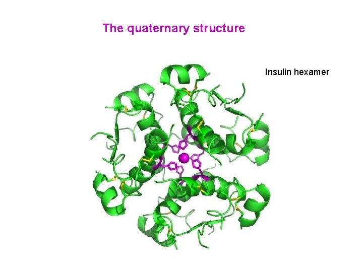 The quaternary structure Insulin hexamer 