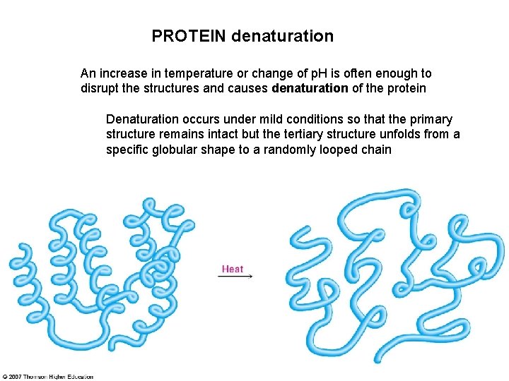 PROTEIN denaturation An increase in temperature or change of p. H is often enough