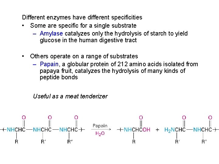 Different enzymes have different specificities • Some are specific for a single substrate –