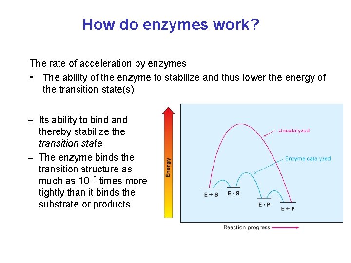 How do enzymes work? The rate of acceleration by enzymes • The ability of