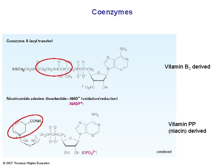 Coenzymes Vitamin B 3 derived Vitamin PP (niacin) derived 