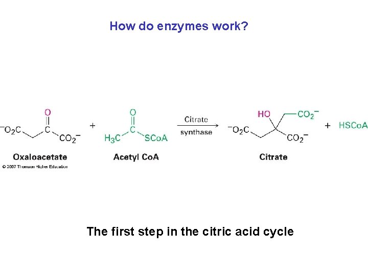 How do enzymes work? The first step in the citric acid cycle 