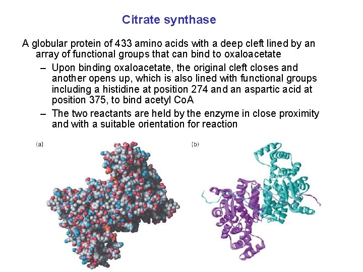 Citrate synthase A globular protein of 433 amino acids with a deep cleft lined