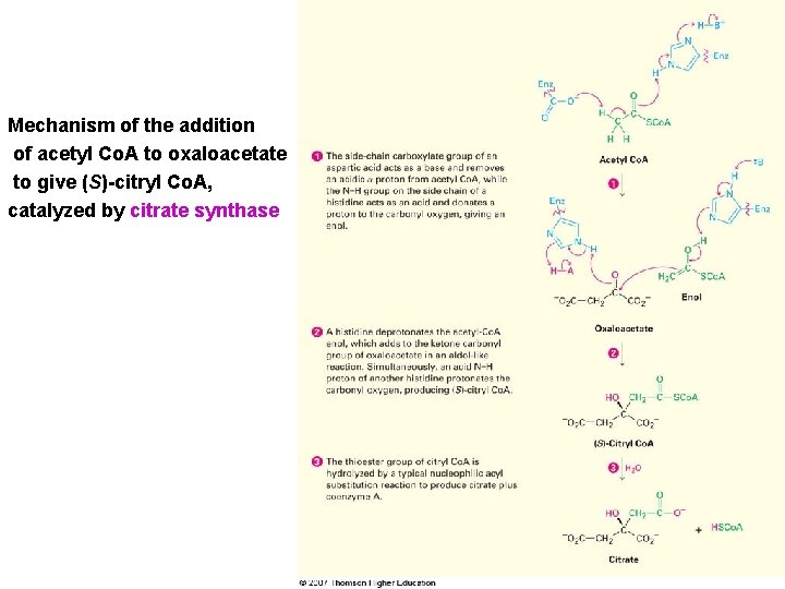 Mechanism of the addition of acetyl Co. A to oxaloacetate to give (S)-citryl Co.