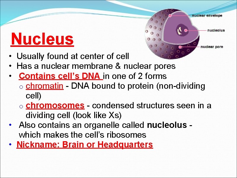 Nucleus • Usually found at center of cell • Has a nuclear membrane &