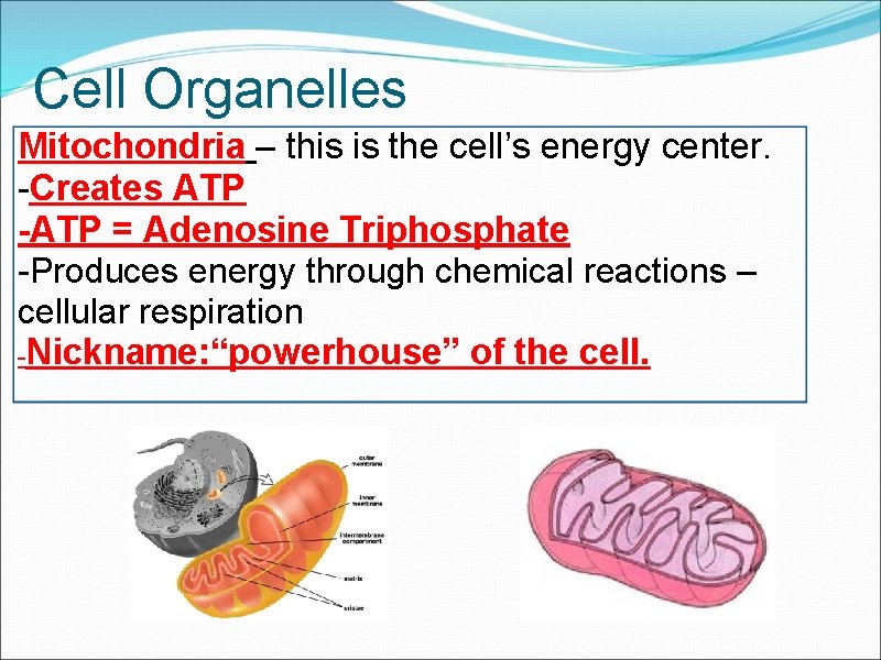 Cell Organelles Mitochondria – this is the cell’s energy center. -Creates ATP -ATP =
