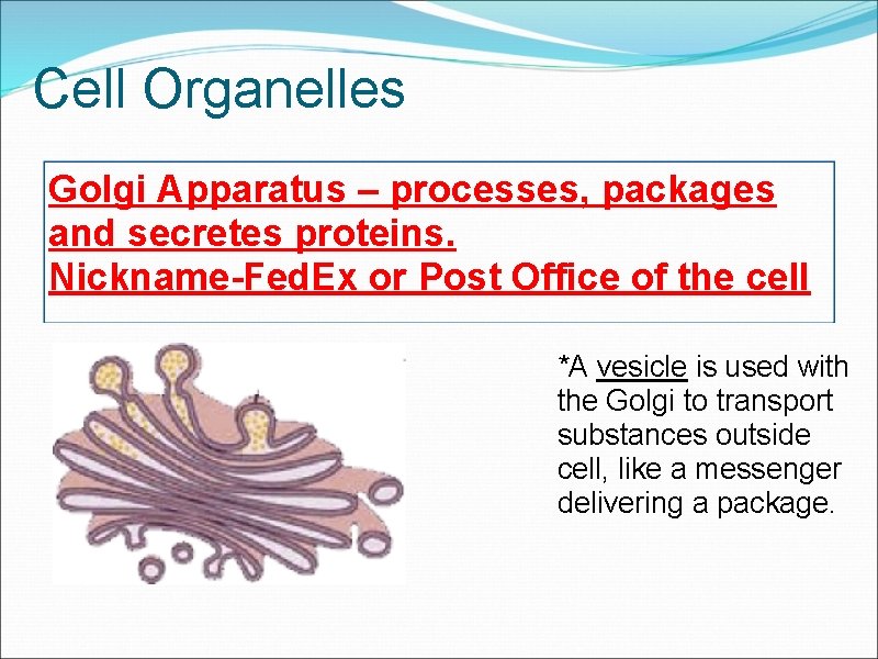 Cell Organelles Golgi Apparatus – processes, packages and secretes proteins. Nickname-Fed. Ex or Post
