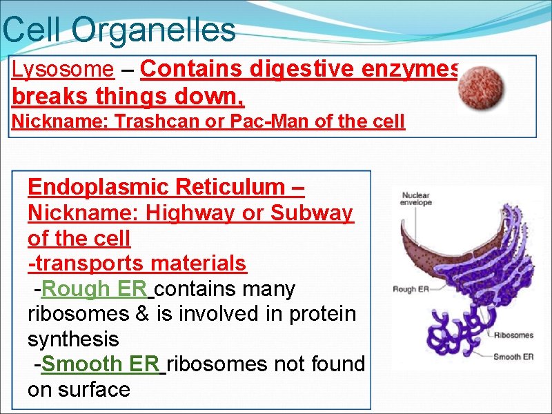 Cell Organelles Lysosome – Contains digestive enzymes, breaks things down, Nickname: Trashcan or Pac-Man