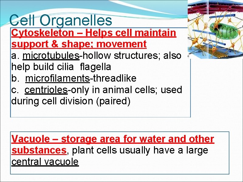 Cell Organelles Cytoskeleton – Helps cell maintain support & shape; movement a. microtubules-hollow structures;