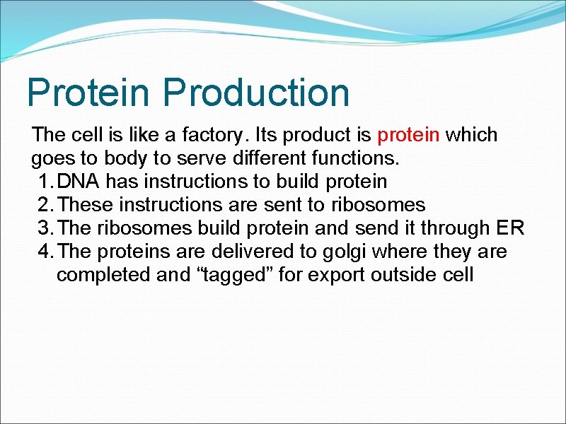 Protein Production The cell is like a factory. Its product is protein which goes