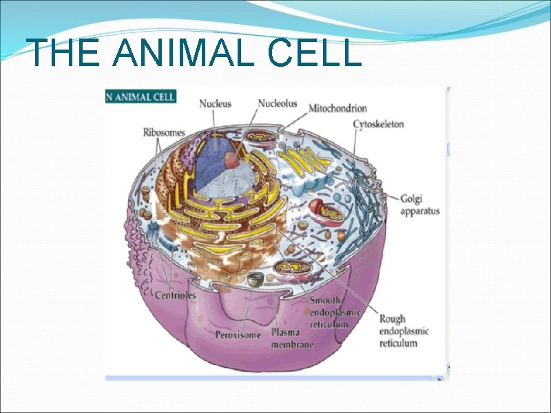 THE ANIMAL CELL 