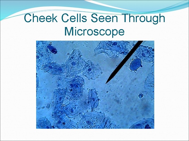 Cheek Cells Seen Through Microscope 