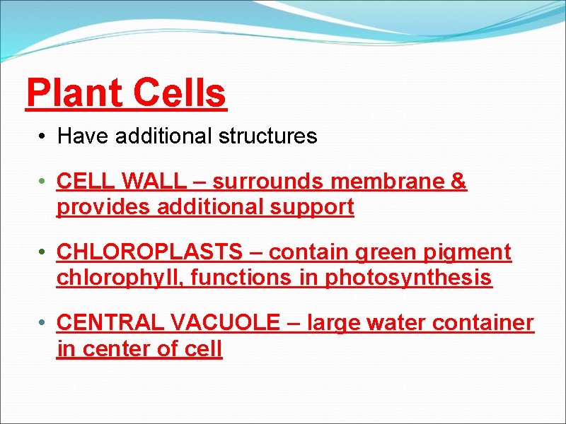 Plant Cells • Have additional structures • CELL WALL – surrounds membrane & provides
