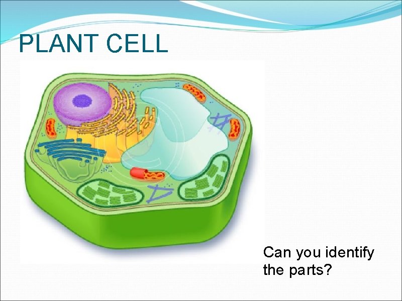 PLANT CELL Can you identify the parts? 