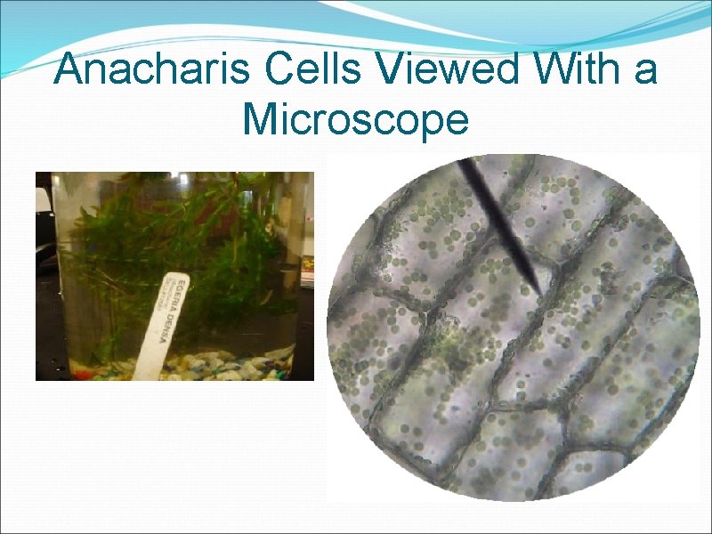 Anacharis Cells Viewed With a Microscope 
