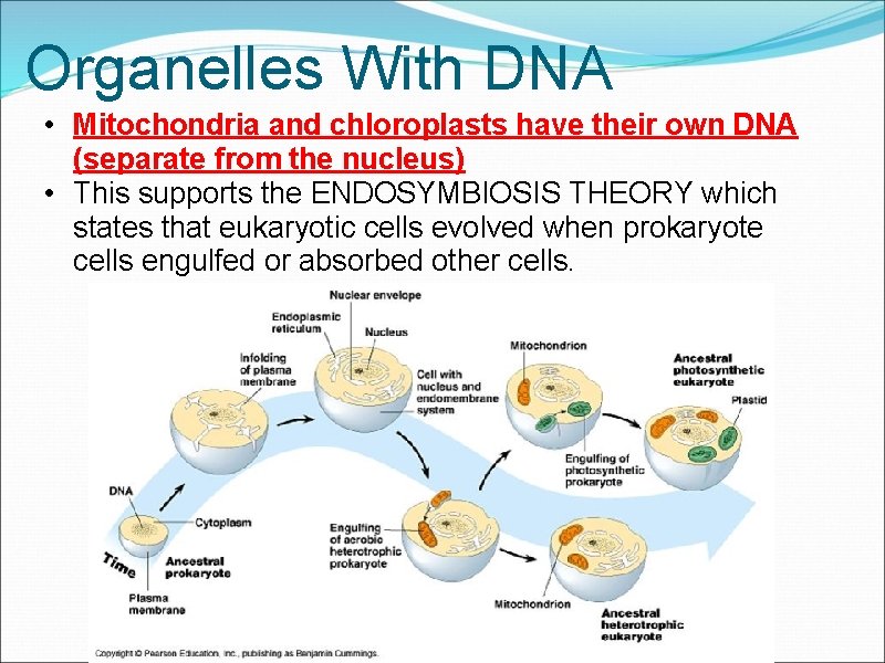 Organelles With DNA • Mitochondria and chloroplasts have their own DNA (separate from the