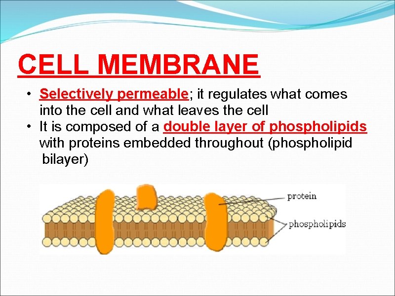 CELL MEMBRANE • Selectively permeable; it regulates what comes into the cell and what