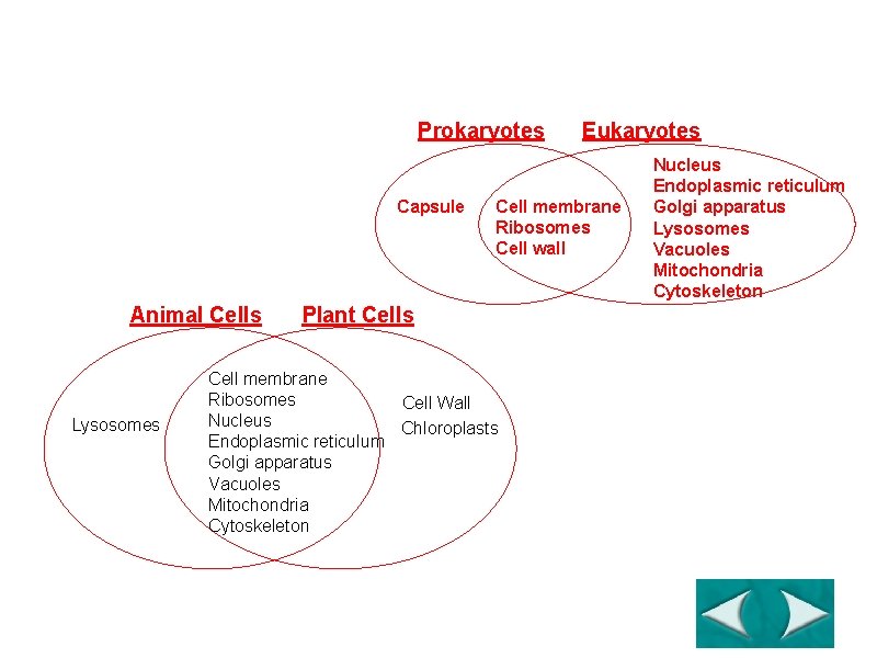 Venn Diagrams Prokaryotes Capsule Animal Cells Lysosomes Go to Section: Eukaryotes Cell membrane Ribosomes