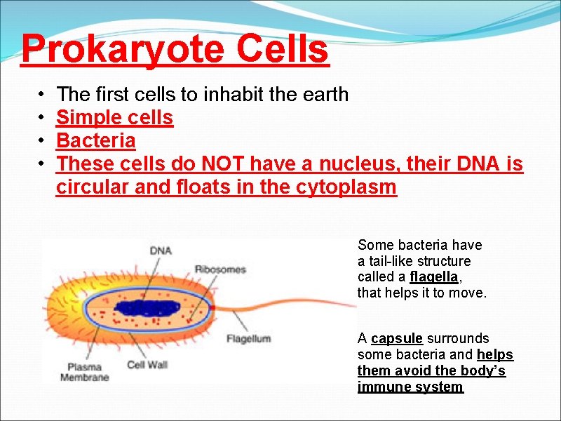 Prokaryote Cells • • The first cells to inhabit the earth Simple cells Bacteria