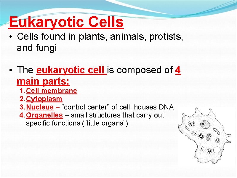 Eukaryotic Cells • Cells found in plants, animals, protists, and fungi • The eukaryotic