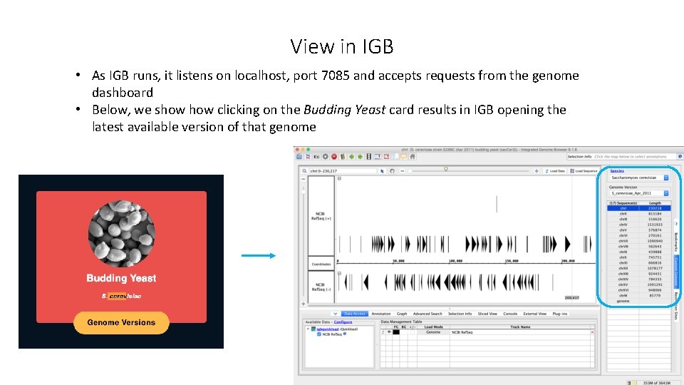 View in IGB • As IGB runs, it listens on localhost, port 7085 and