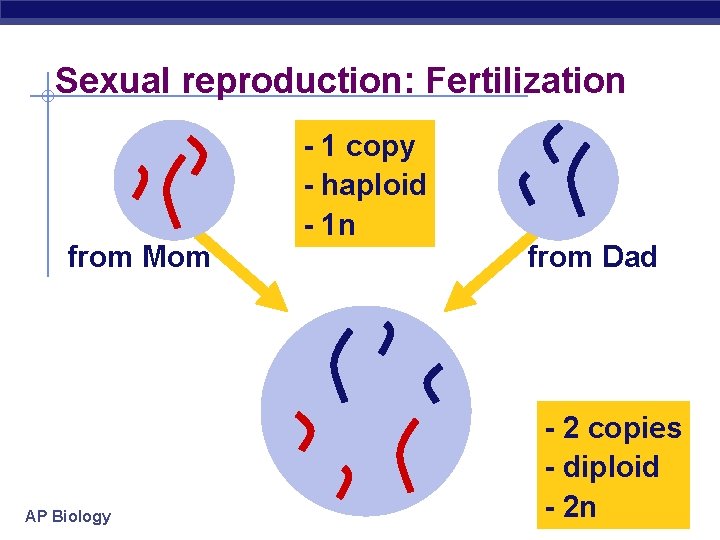Sexual reproduction: Fertilization from Mom AP Biology - 1 copy - haploid - 1