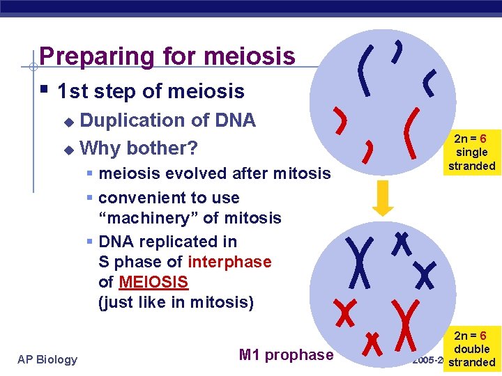 Preparing for meiosis § 1 st step of meiosis Duplication of DNA u Why