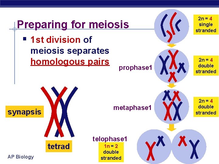 Preparing for meiosis § 1 st division of meiosis separates homologous pairs synapsis tetrad
