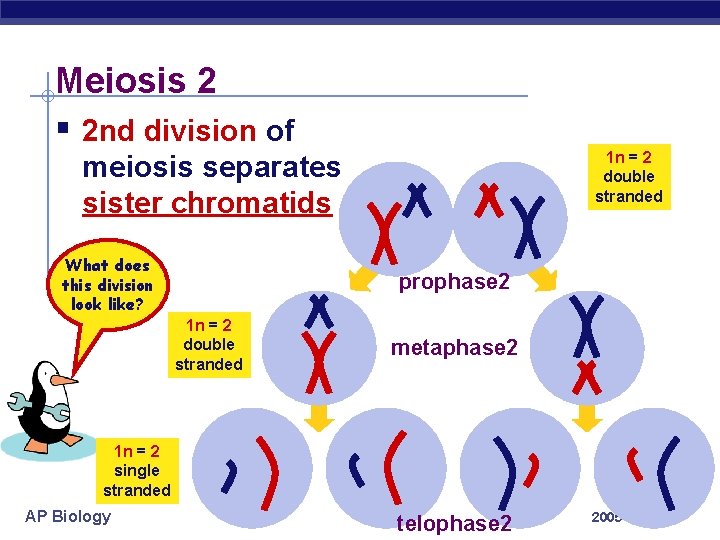 Meiosis 2 § 2 nd division of 1 n = 2 double stranded meiosis