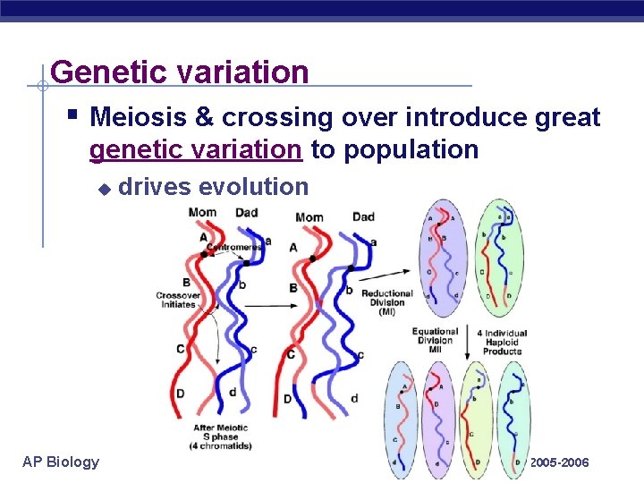 Genetic variation § Meiosis & crossing over introduce great genetic variation to population u