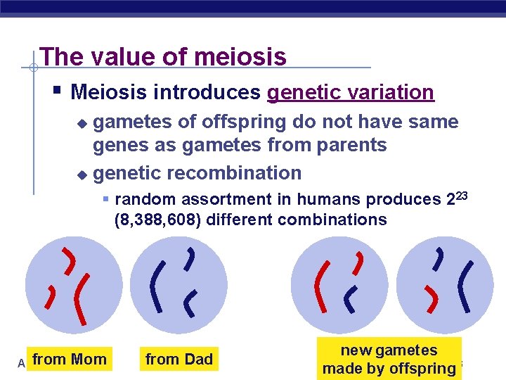 The value of meiosis § Meiosis introduces genetic variation gametes of offspring do not