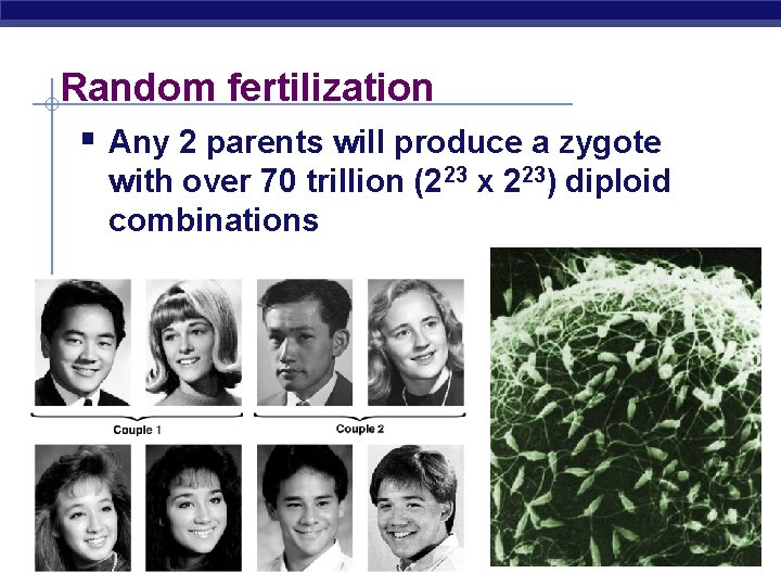 Random fertilization § Any 2 parents will produce a zygote with over 70 trillion