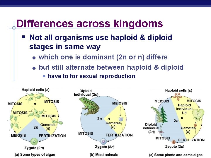 Differences across kingdoms § Not all organisms use haploid & diploid stages in same