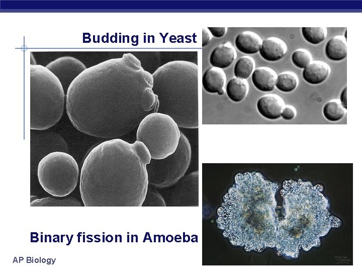 Budding in Yeast Binary fission in Amoeba AP Biology 2005 -2006 