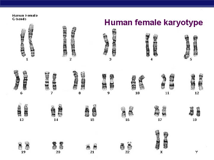 Human female karyotype AP Biology 2005 -2006 
