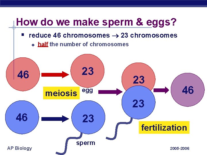 How do we make sperm & eggs? § reduce 46 chromosomes 23 chromosomes u