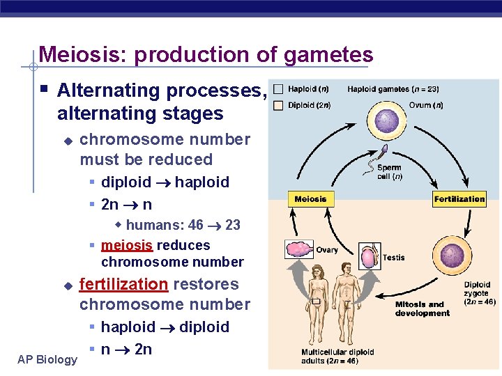 Meiosis: production of gametes § Alternating processes, alternating stages u chromosome number must be