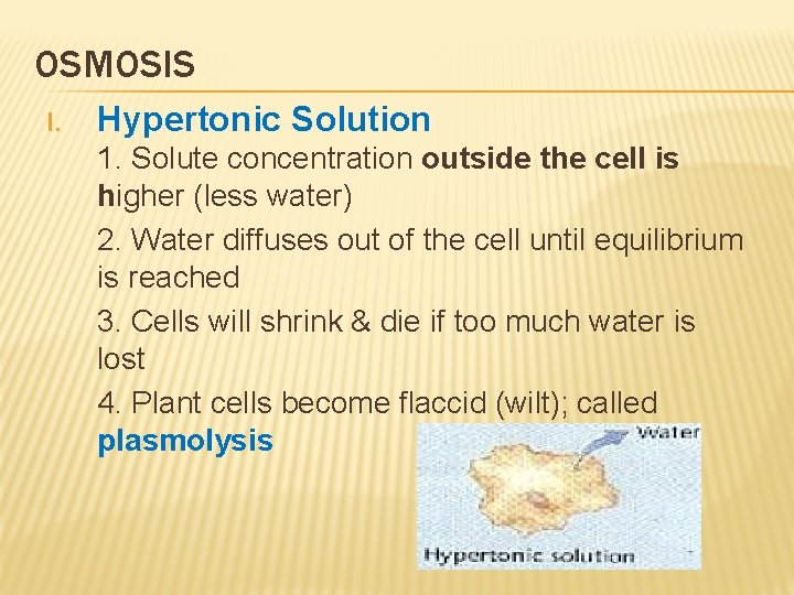 OSMOSIS I. Hypertonic Solution 1. Solute concentration outside the cell is higher (less water)